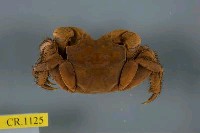 藏品(漢氏東方蟹)的圖片